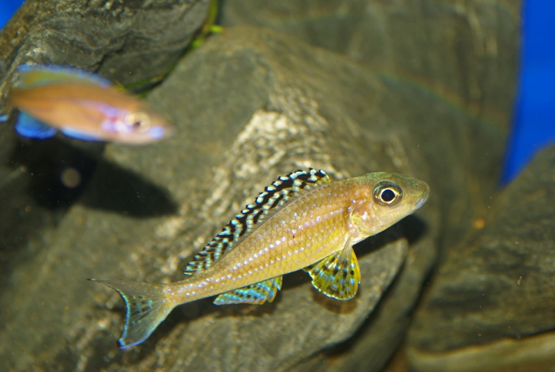 Xenotilapia papilio 'Tembwe (Deux)'